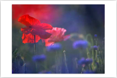 Mohn
